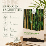 Pflanzenprofil Kalkuttabambus: schnellwachsend, winterhart, sonnig bis halbschattig