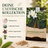 Pflanzenprofil Madagascar-Palme: Herkunft Madagaskar, voller Sonnenstandort, Wuchshöhe bis 2 m