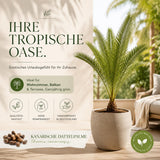 Phoenix canariensis Saatgut in Nahaufnahme, Palmensamen mit hoher Keimrate