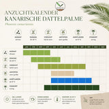 Phoenix canariensis als exotische Kübelpflanze für Terrasse, Balkon und Indoor