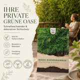 Phyllostachys edulis Saatgut in Nahaufnahme, Bambussamen mit hoher Keimrate