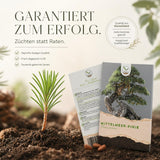 Pinus pinea Saatgut in Nahaufnahme, Bonsai Samen mit hoher Keimrate