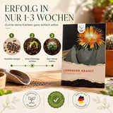 Pleiospilos nelii Saatgut in Nahaufnahme, Sukkulenten Samen mit hoher Keimrate
