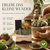 Pleiospilos nelii in der Schale als dekorative Sukkulente für die Fensterbank