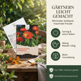 Ringelblumen Abendrot als bunte Blumenwiese für Bienen und Schmetterlinge
