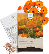Ringelblumen Samen - Calendula Officinalis (Gelb/Orange) - HappySeed