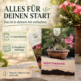 Rosa Blüten der Adenium obesum, wunderschön blühende Sukkulente aus eigener Anzucht