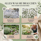 Schleierkraut als luftige Ergänzung in einem Blumenstrauß