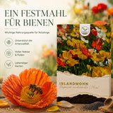 Seidig zarte Blüte des Islandmohns in Orange in Nahaufnahme