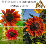 Sonnenblume Abendsonne mit Blüten in Bronze, Rotbraun und Gold