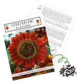 Sonnenblumen Samen Abendsonne von HappySeed mit 20 Korn im umweltschonenden Samenpäckchen
