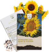 Sonnenblumen Samen Sanfte Riesen von HappySeed, 20 Korn im umweltschonenden Samenpäckchen
