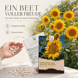 Sonnenblumen bis zu 3 Meter hoch als blühende Reihe im Garten
