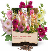Stockrosen Samen Alcea rosea Mix von HappySeed mit 100 Korn im umweltschonenden Samenpäckchen