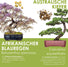 Torffreie Kokostöpfe des Sets für eine erfolgreiche Bonsai Anzucht