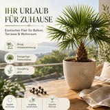 Trachycarpus fortunei Saatgut in Nahaufnahme, Palmensamen mit hoher Keimrate