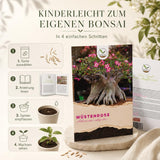 Wüstenrose als Bonsai mit verdicktem Caudex-Stamm und ledrigen Blättern