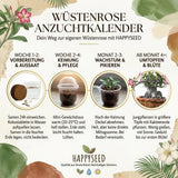Wüstenrose mit rosa Blüten und verdicktem Caudex-Stamm aus eigener Anzucht