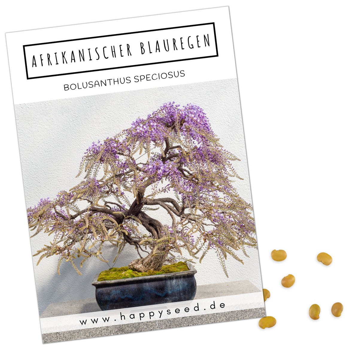 kiribaum bonsai Blauglockenbaum Kiribaum Samen
