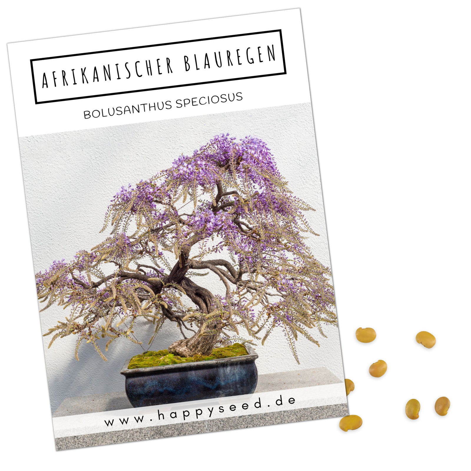 Afrikanischer Blauregen Bonsai Samen mit hoher Keimrate