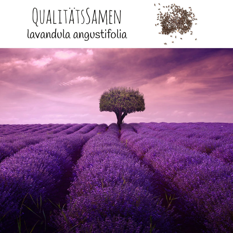 300x Lavendel Samen mit hoher Keimrate - Vielseitig einsetzbare Heilpflanze - HappySeed