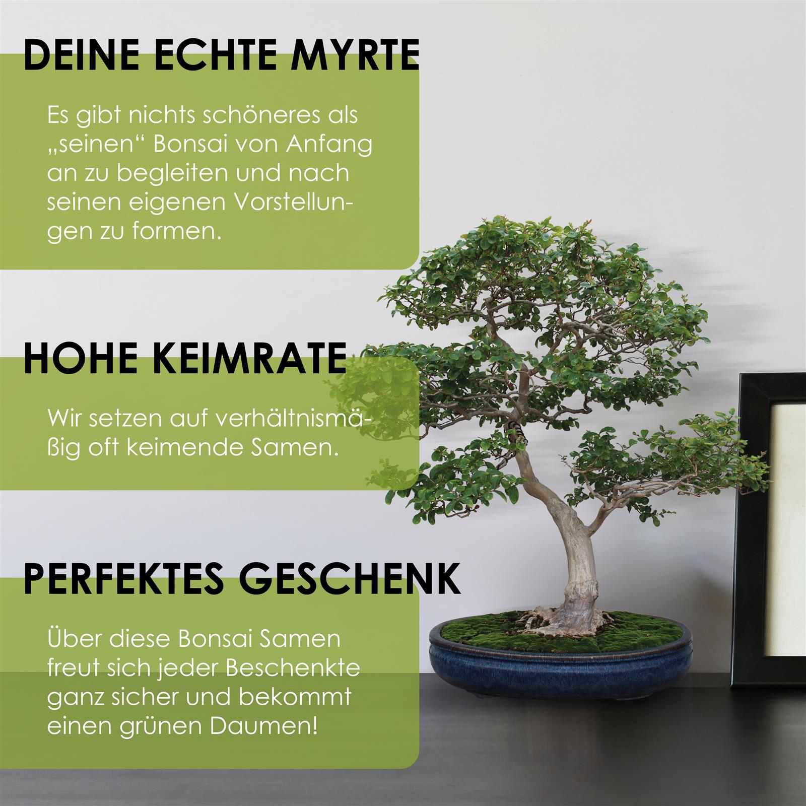 Echte Myrte Samen