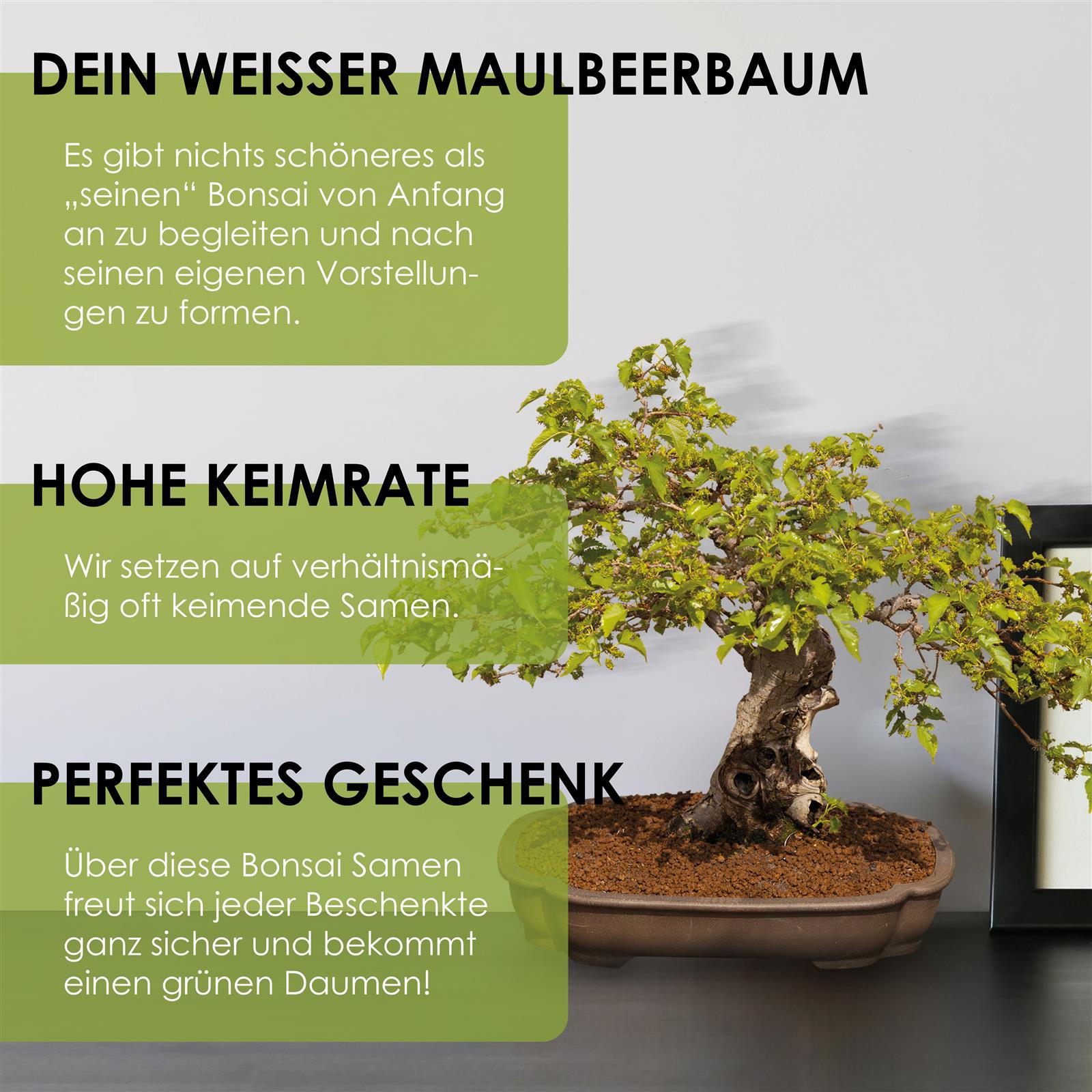 Weißer Maulbeerbaum Samen