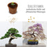 Bonsai Starter Kit inkl. eBook - Pflanzset aus Kokostöpfen, Samen & Erde (Afrikanischer Blauregen + Australische Kiefer) - HappySeed