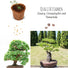 Bonsai Starter Kit inkl. eBook - Pflanzset aus Kokostöpfen, Samen & Erde  (Zwerg-Granatapfel + Tamarinde) - HappySeed