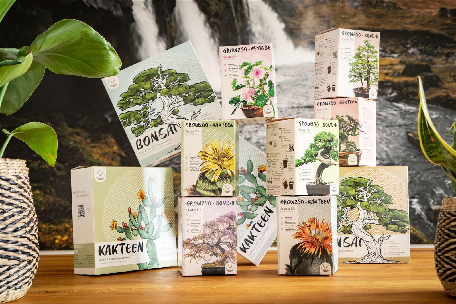 Bonsai Starter Kit Afrikanischer Blauregen