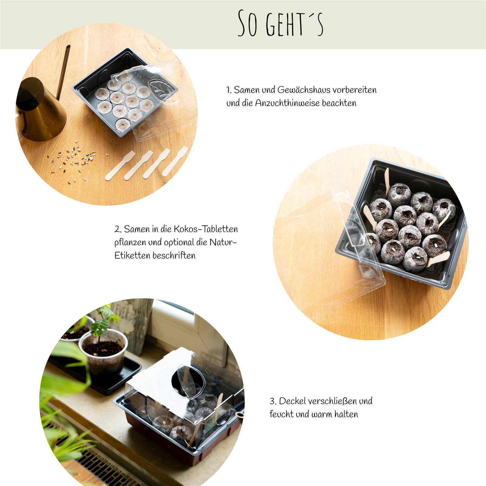 Kakteen Anzuchtset mit Mini-Gewächshaus, Kaktus Samen & Erde – HappySeed