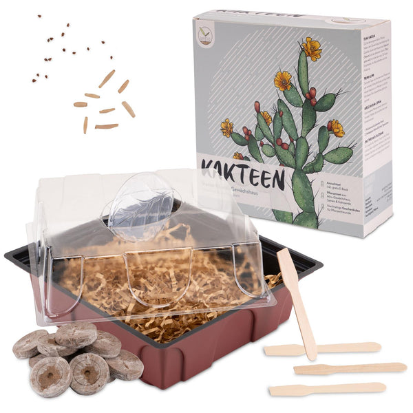 Kakteen Starter Kit - Mini-Gewächshaus, Erde & Samen (Wüstenrose + Lebender Granit) - HappySeed