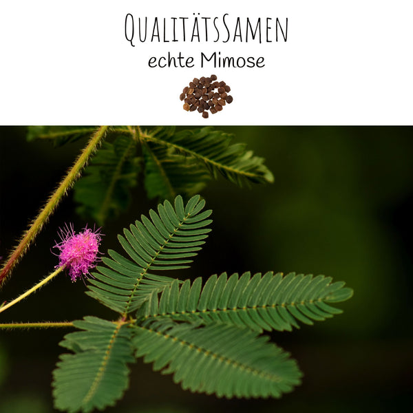 Echte Mimose Samen (Mimosa Pudica) mit hoher Keimrate -  vielblütige &amp; bewegungsfrohe Mimosen - HappySeed