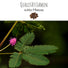 Echte Mimose Samen (Mimosa Pudica) mit hoher Keimrate -  vielblütige & bewegungsfrohe Mimosen - HappySeed