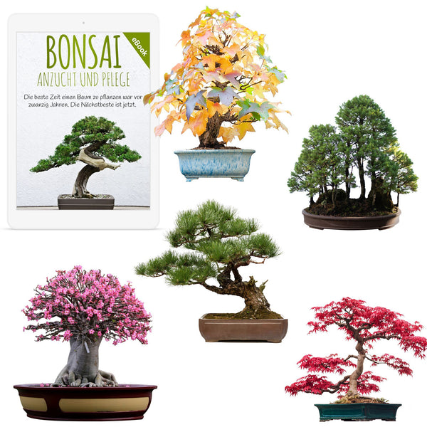 Außergewöhnliche Bonsai Samen mit hoher Keimrate