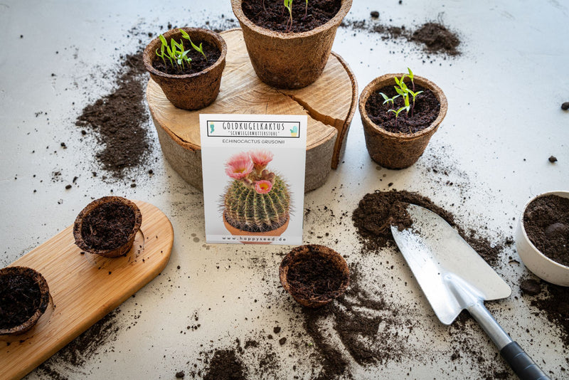 Außergewöhnliche Kakteen Samen mit hoher Keimrate -  Goldkugelkaktus (Echinocactus Grusonii) - HappySeed