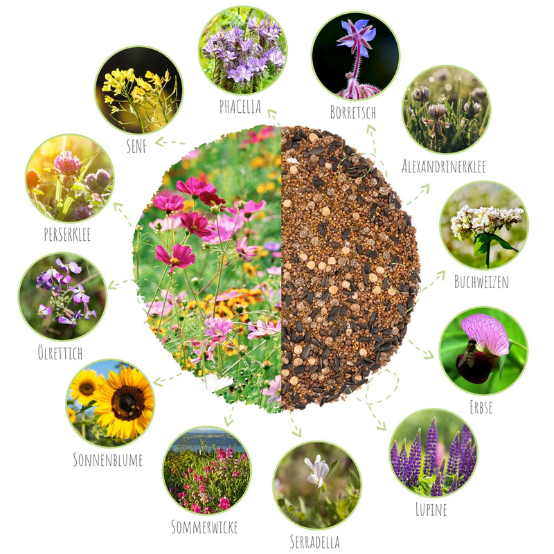 Blumenwiese Samen für eine bunte Bienenweide - Farbenfrohe Wildblumensamen (inkl. GRATIS eBook) - HappySeed