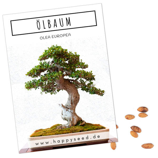 Ölbaum Samen - Olea europaea (Bonsai)