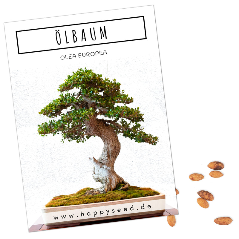 Ölbaum Samen - Olea europaea (Bonsai)