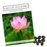 Lotus Samen winterhart (Nelumbo nucifera) - Indische Lotusblume Samen mit majestätischen Blüten zum selber ziehen für Aquarium, Teich & Garten - HappySeed