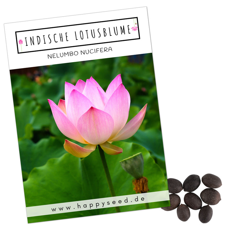 Lotus Samen winterhart (Nelumbo nucifera) - Indische Lotusblume Samen mit majestätischen Blüten zum selber ziehen für Aquarium, Teich &amp; Garten - HappySeed
