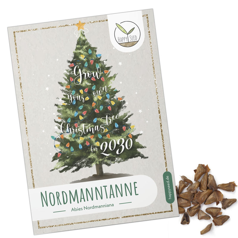 Nordmanntanne Samen - Abies nordmanniana