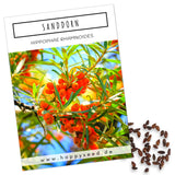 Sanddorn Samen - Hippophae rhamnoides