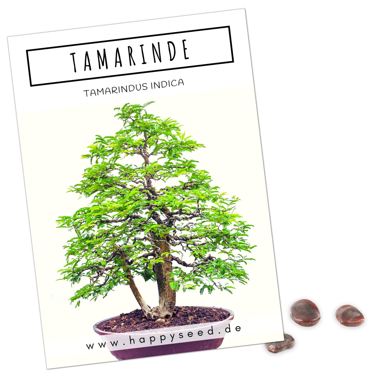 tamarinde bonsai anzucht Tamarinde Bonsai Samen mit hoher Keimrate