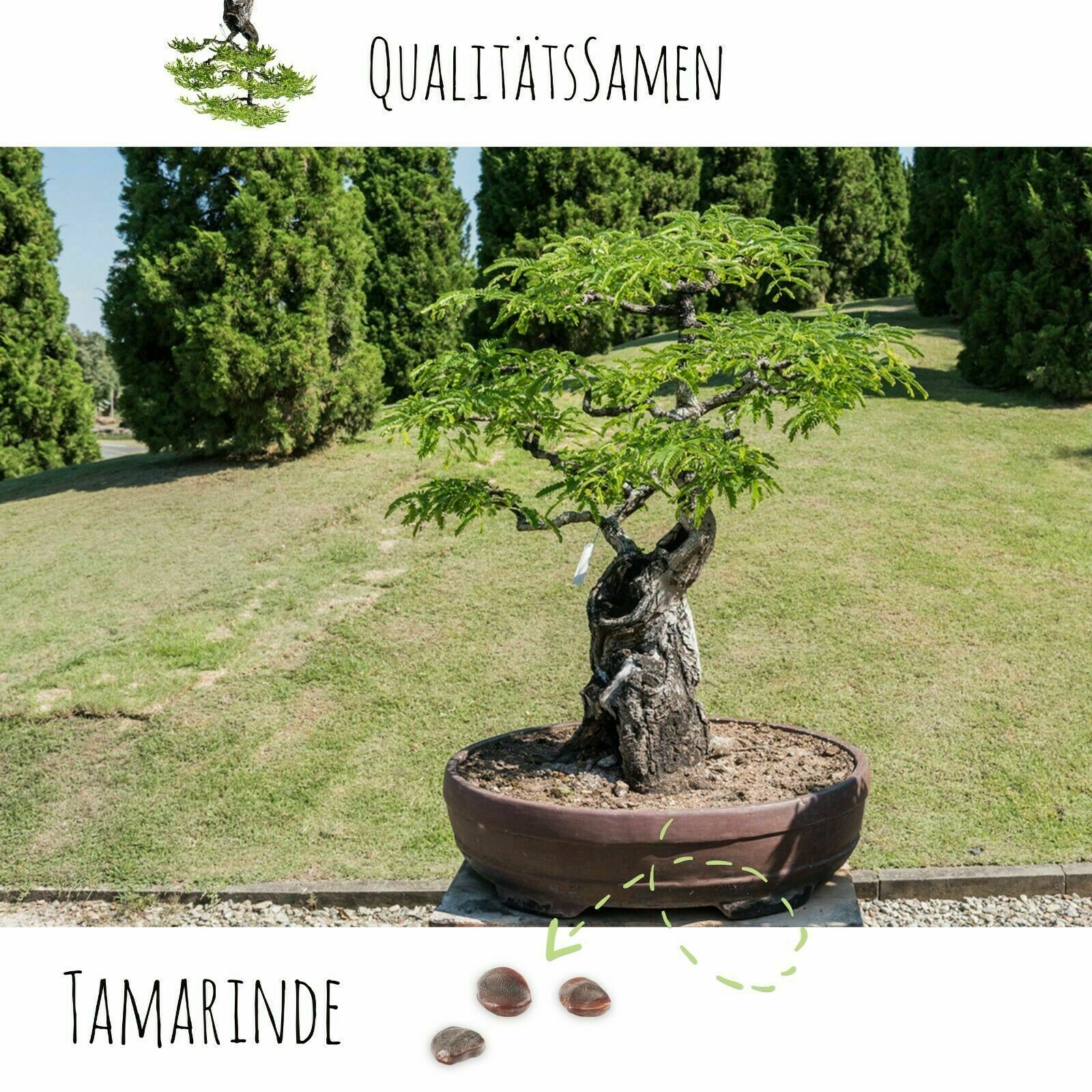 Exotische Bonsai Samen mit hoher Keimrate