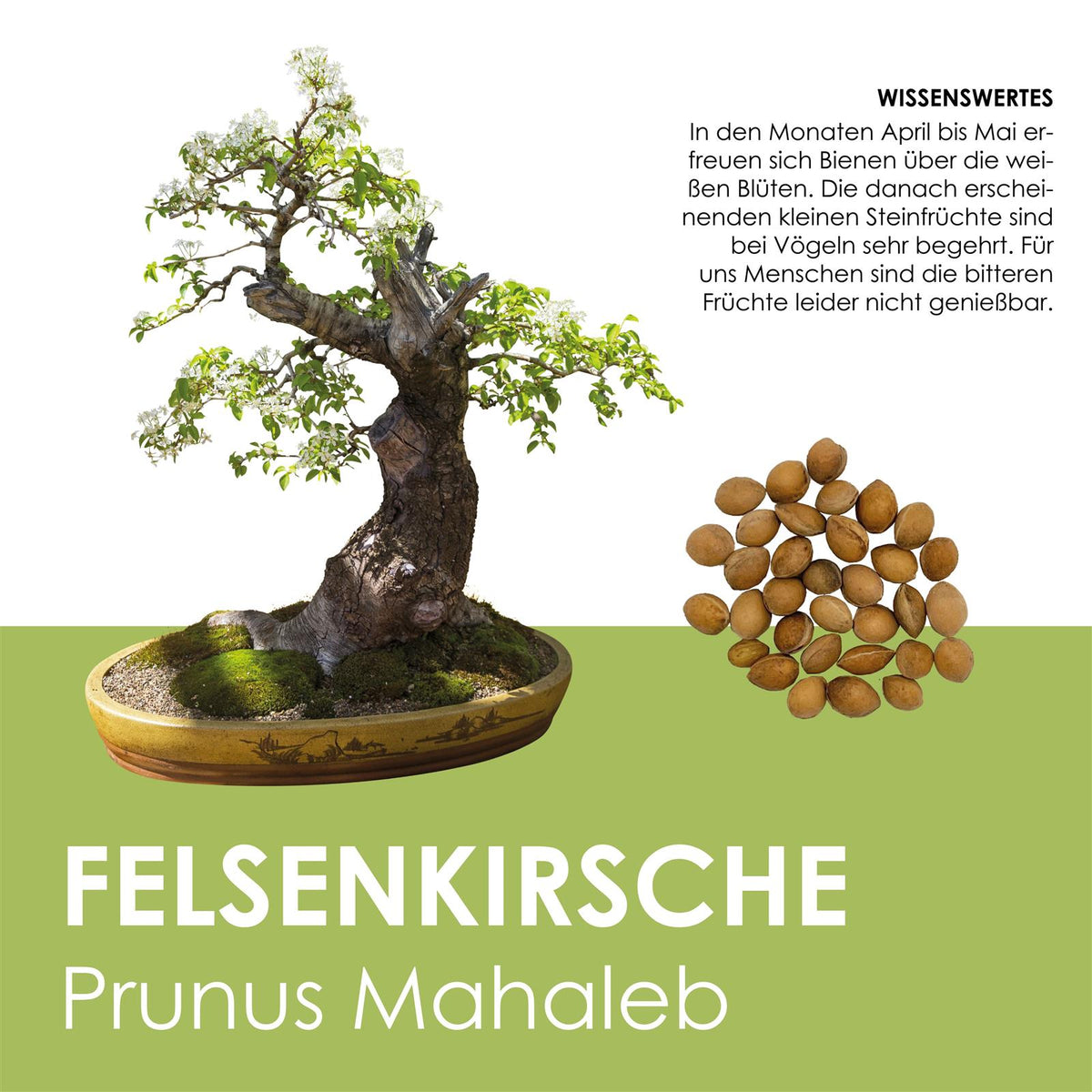 Bonsai Samen kaufen: Freilandbonsai & Aufzuchtset - HappySeed
