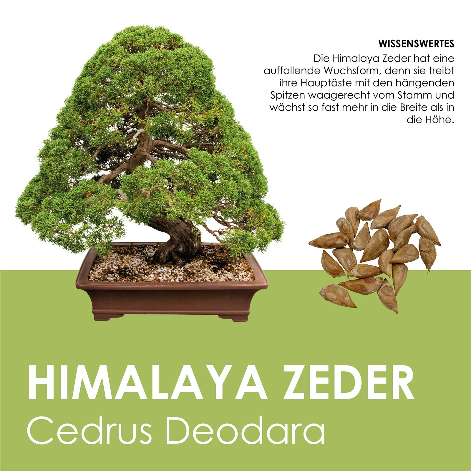 Himalaya Zeder Samen