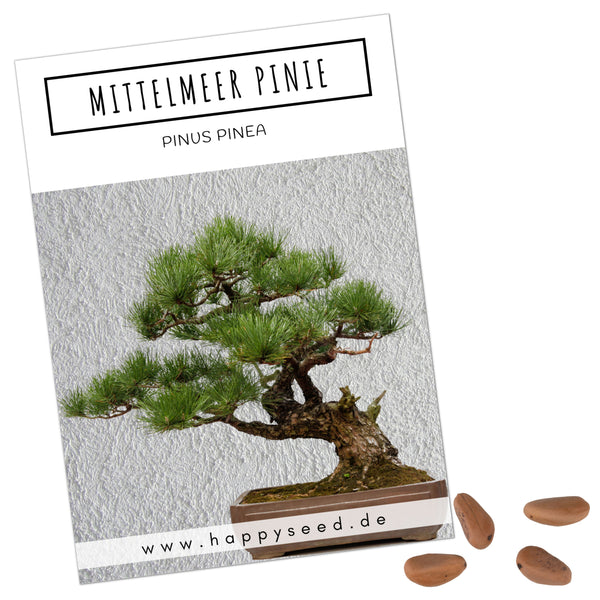 Mittelmeer Pinie Samen - Pinus pinea (Bonsai) - HappySeed