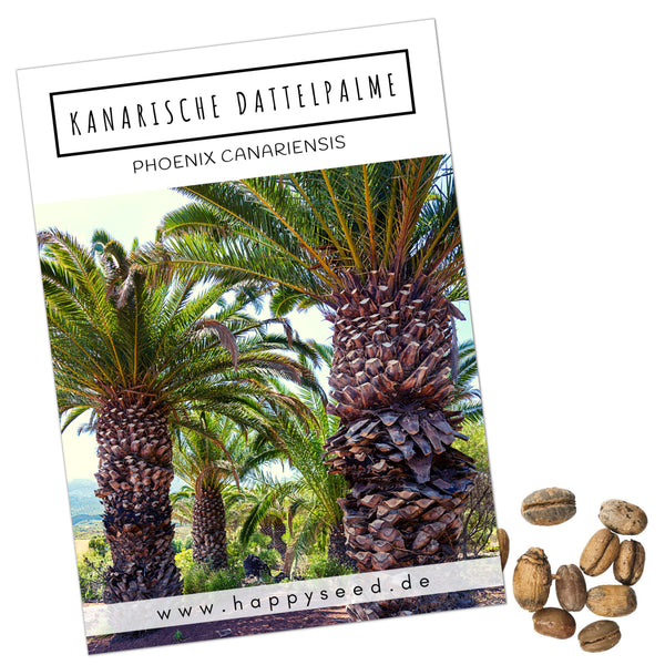 Kanarische Dattelpalme Samen - Phoenix canariensis - HappySeed