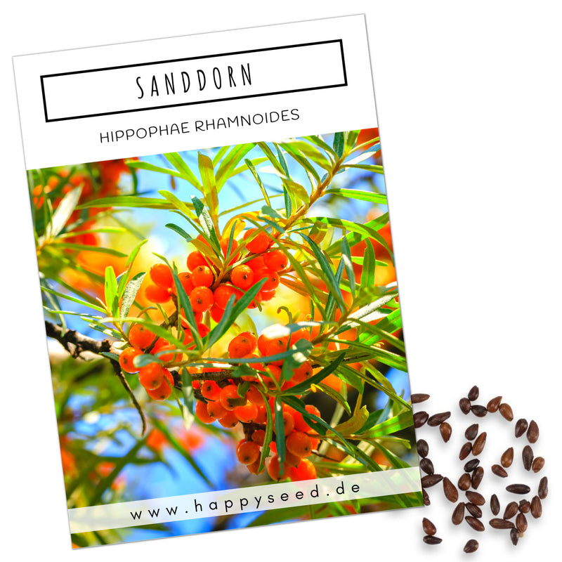 Sanddorn Samen - Hippophae rhamnoides - HappySeed